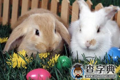兔年祝福语大全：玉兔迎春春入户2